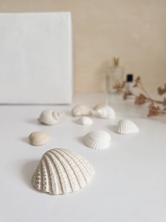 Sea Shell Scent Stones — Refill